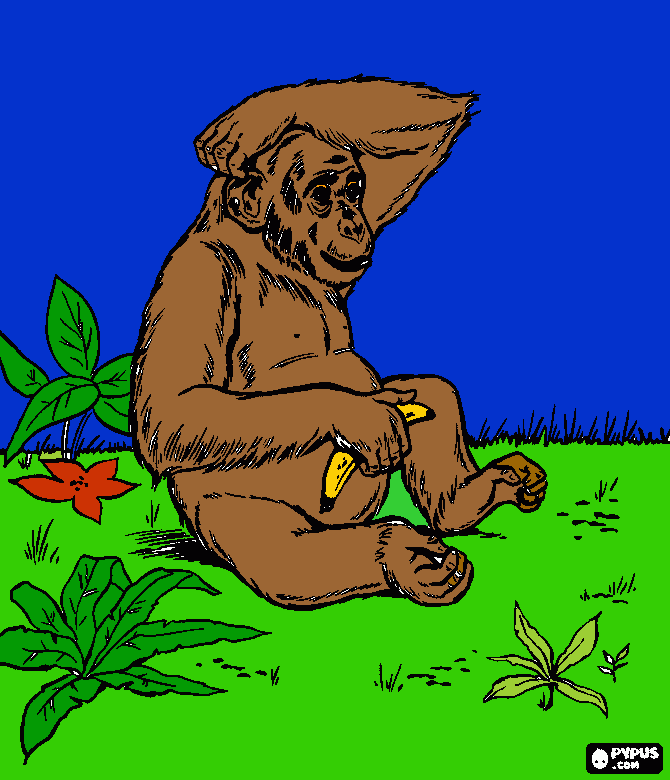 chimpance para colorear