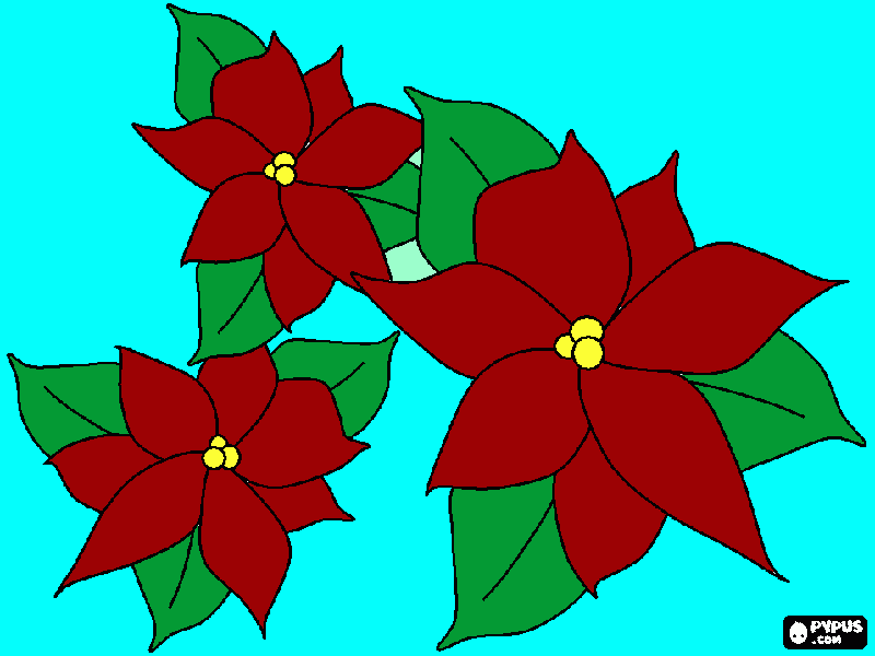 flor de nochebuena para colorear