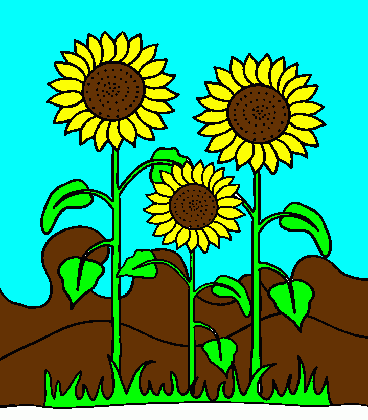 girasoles. para colorear