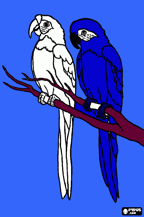 guacamayo  para colorear