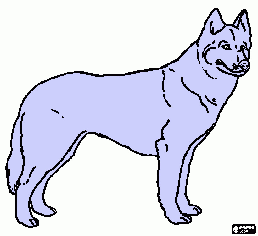 husky siberiano para colorear