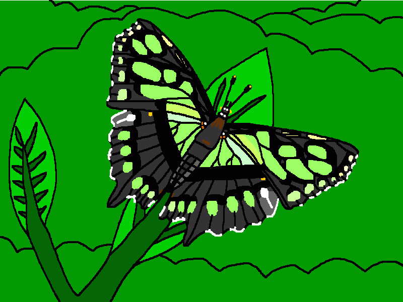 la mariposa malaquita para colorear