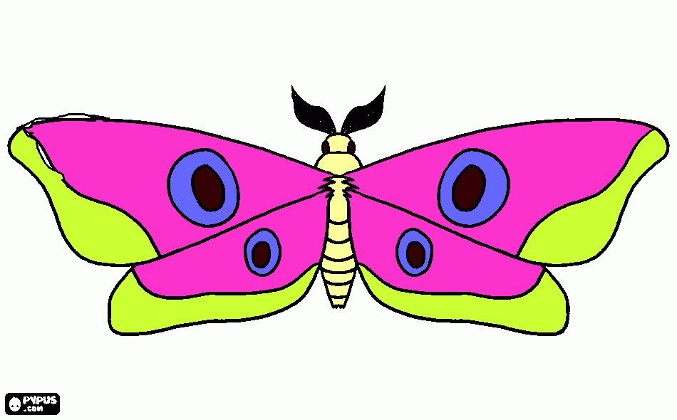 la mariposa mas linda dl universo para colorear