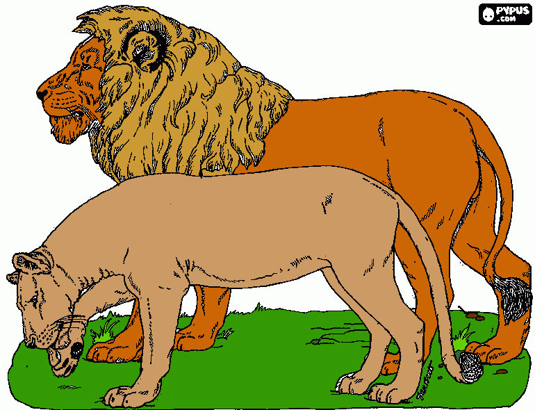 leones y manada para colorear, leones y manada para imprimir