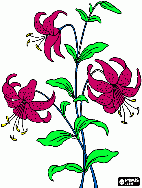 lilium para colorear