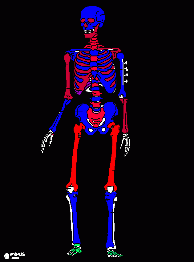 Mi ESQUELETO AZULGRANA para colorear