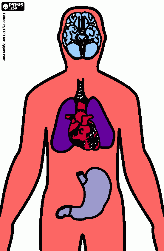 organos internos del cuerpo humano para colorear