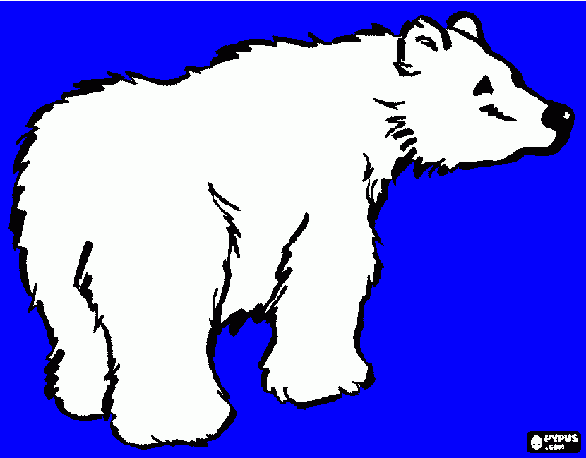 osito polar para colorear