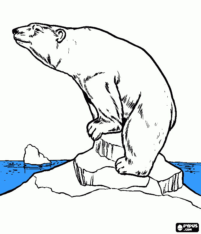 oso en el iceberg para colorear