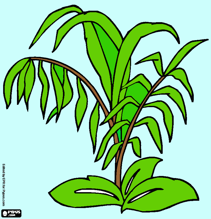 planta terrestre para colorear