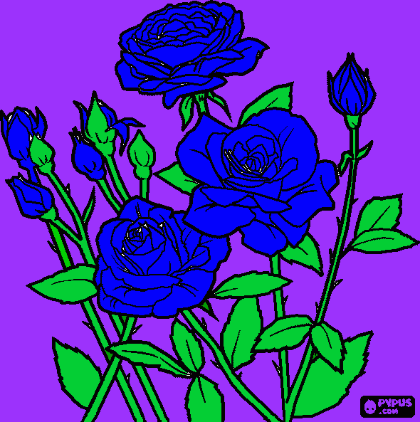 rosa de color azul para colorear