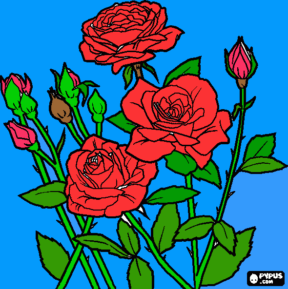 sos rosas y capuchos para colorear