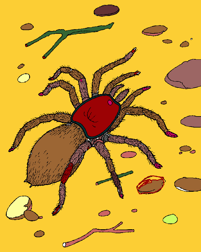 tarantula para colorear