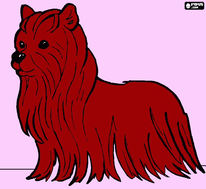 terrier para colorear