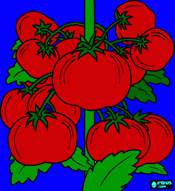 tomates para colorear