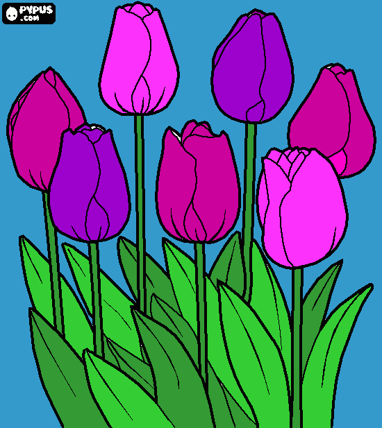 tulipan rosado morado para colorear