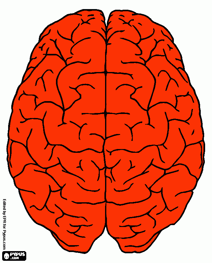 un cerebro para colorear