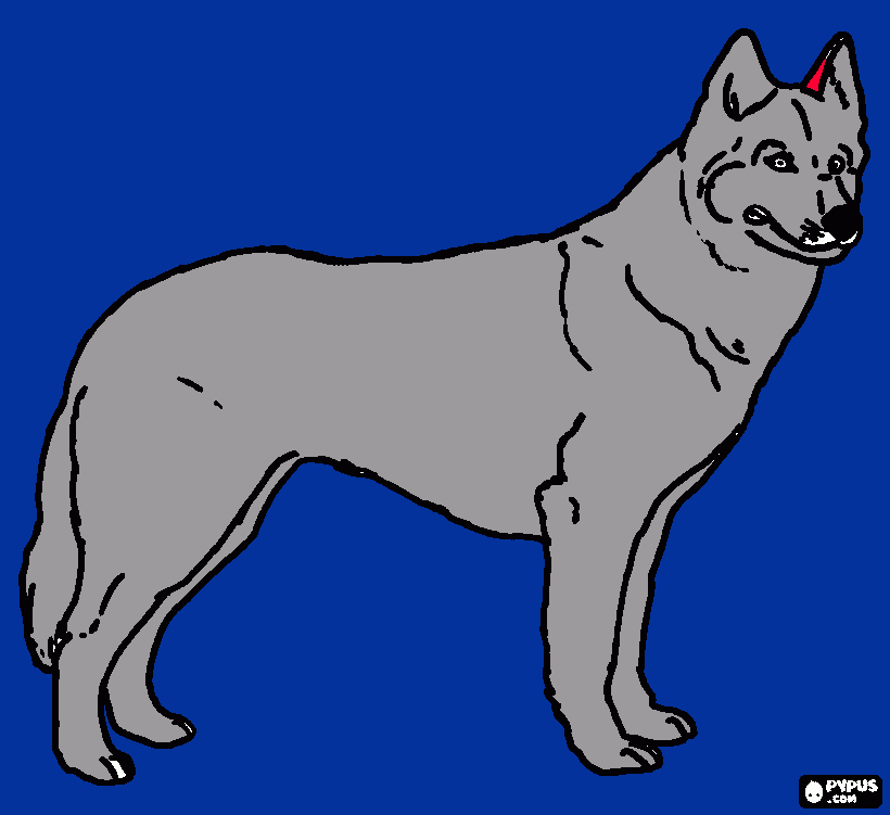 un perro lobo. para colorear